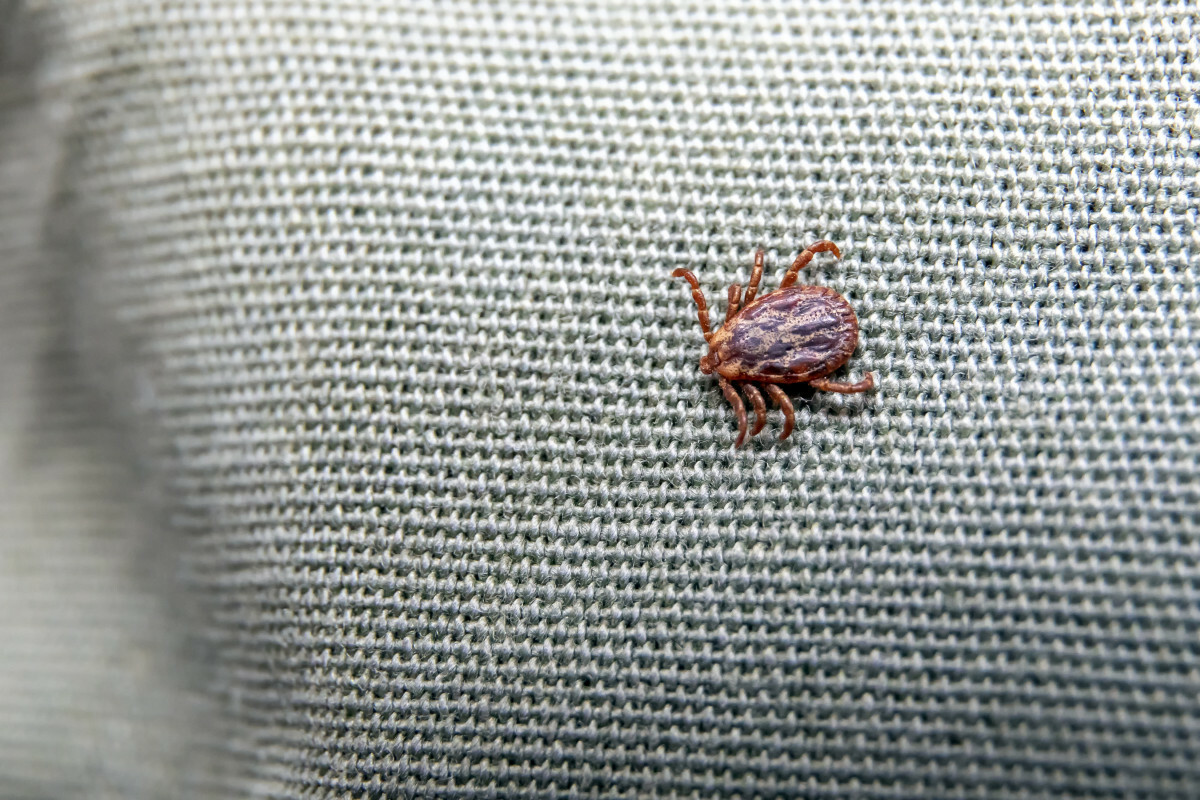 kleszcz na ubraniu