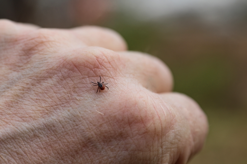 kleszcze na spacerze