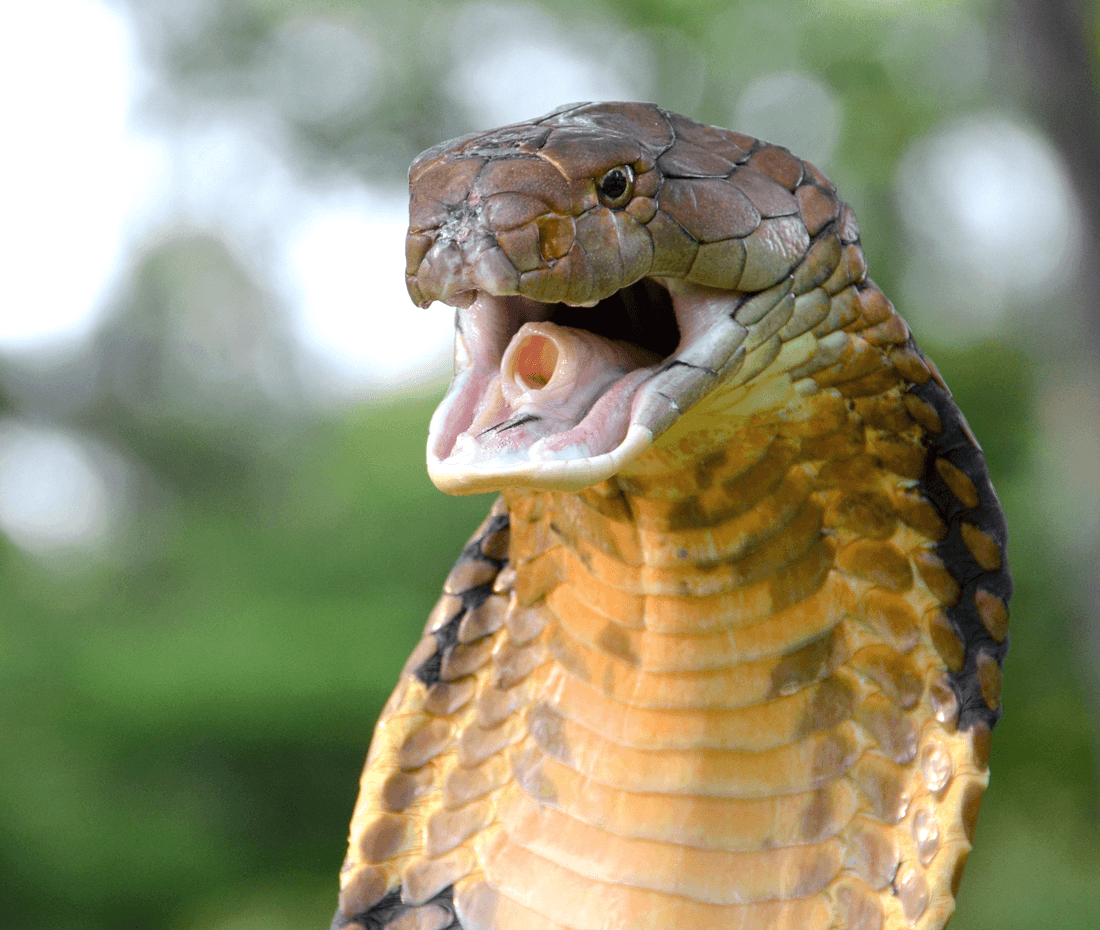 kobra królewska, jadowite węże 