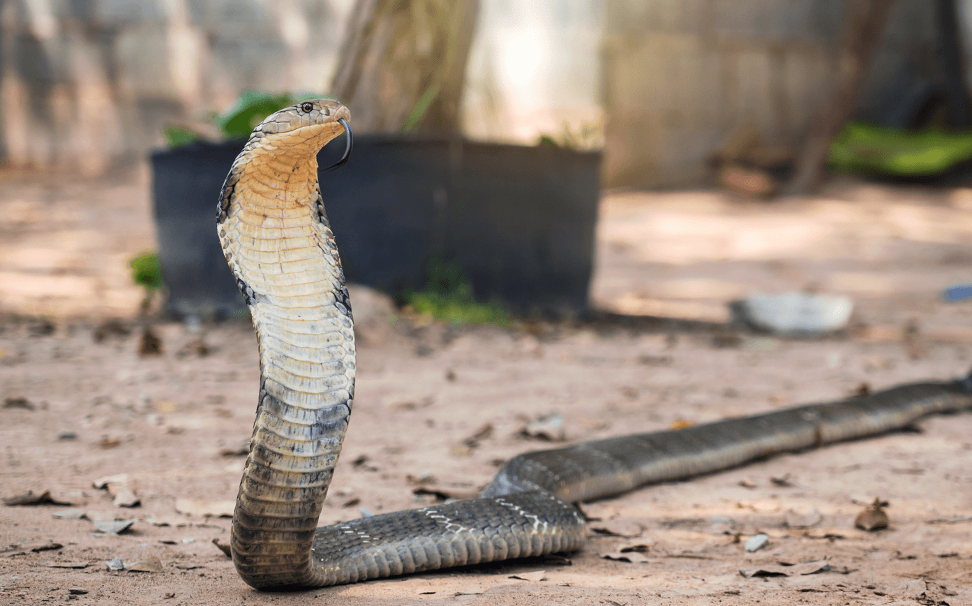 kobra królewska, najdłuższy jadowity wąż