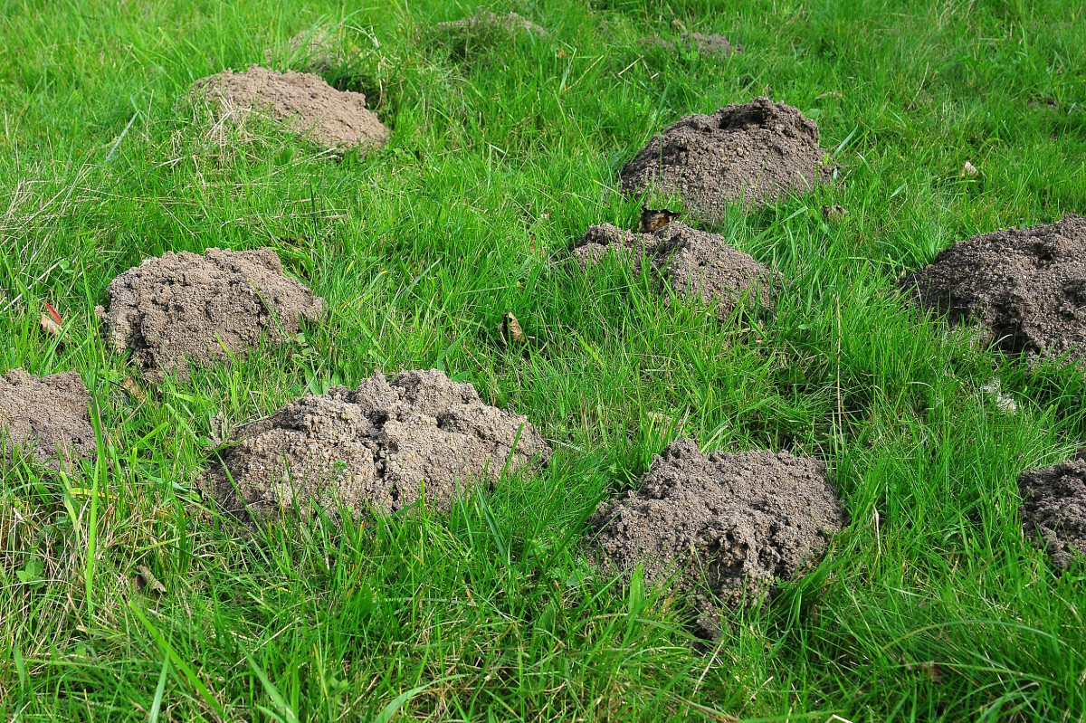 kopce kreta w ogrodzie