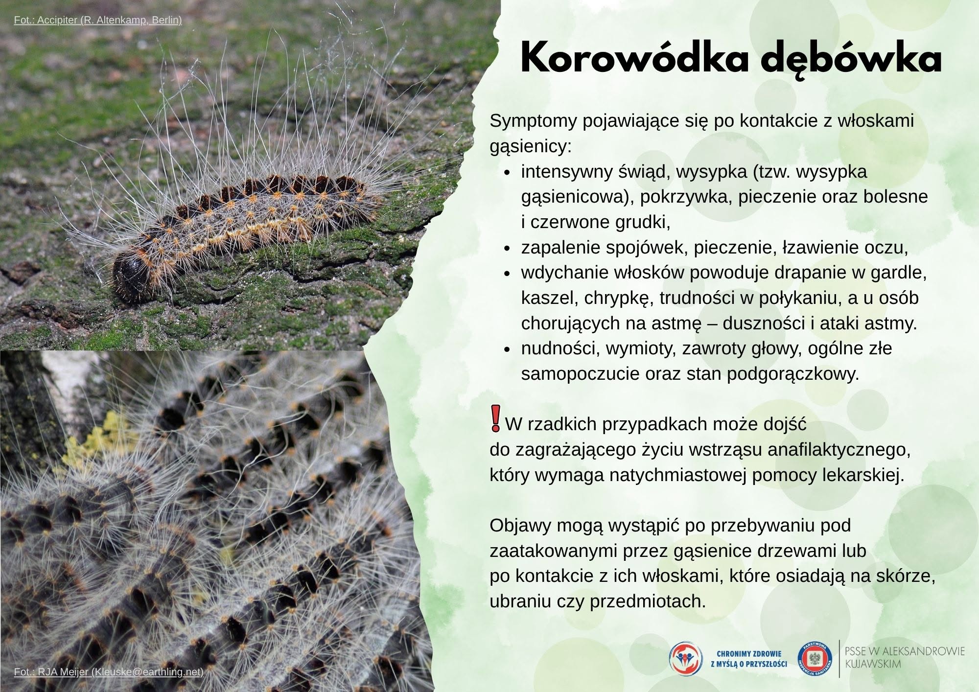 korowódka dębówka, groźne gąsienice w Polsce