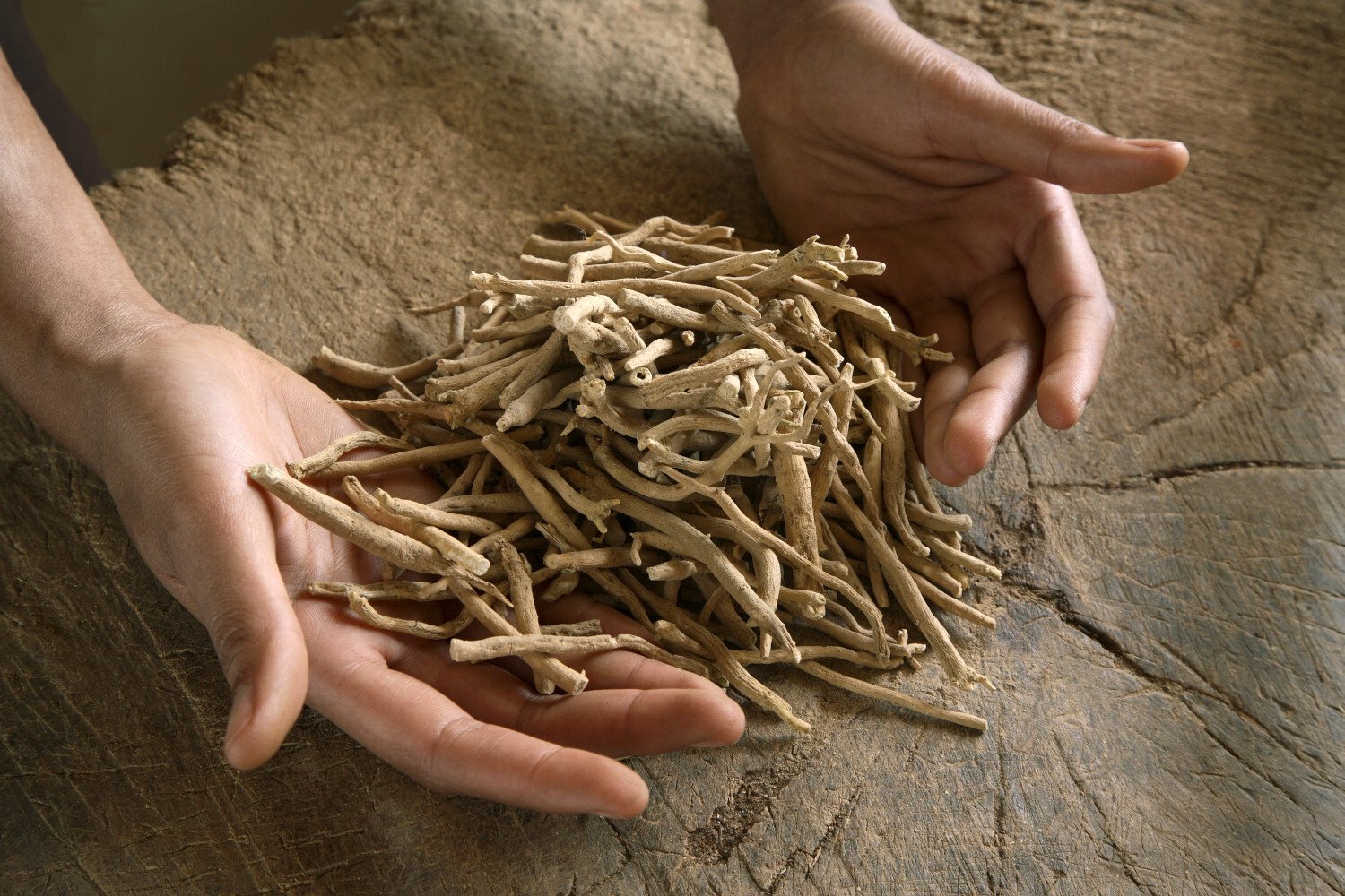korzeń ashwagandhy