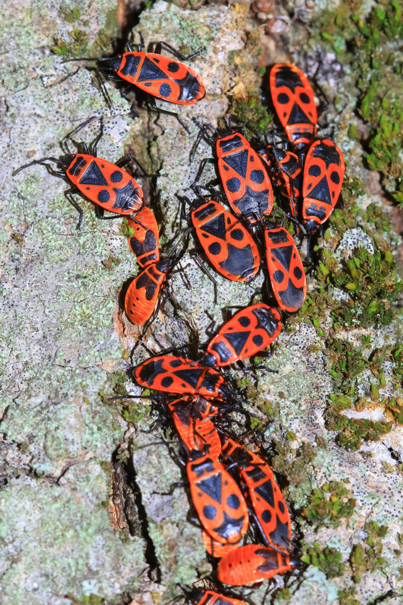 kowal bezskrzydły, czerwone owady