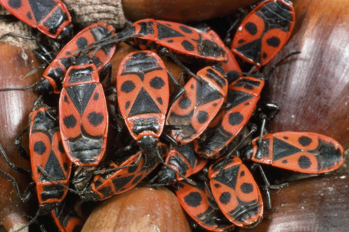 kowal bezskrzydły, Fire Bugs