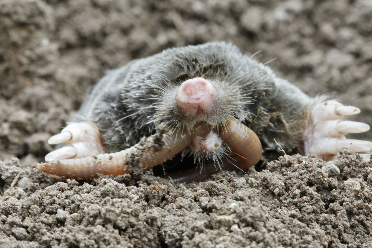 krety jedzą dżdżownice