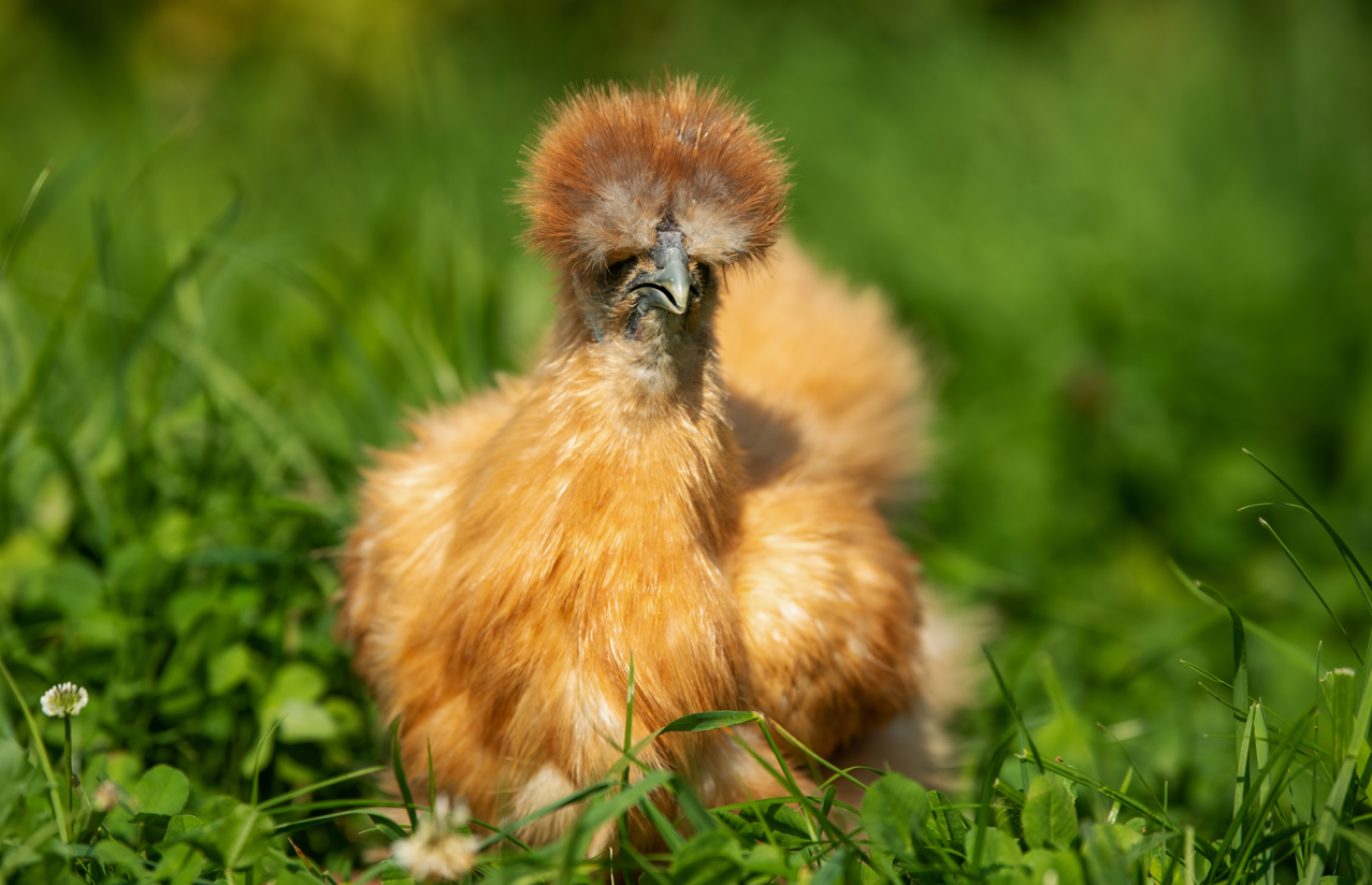 kura jedwabista kontra ślimaki w ogrodzie