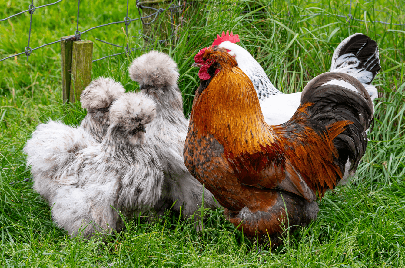 kury jedwabiste, sposób na ślimaki i kleszcze w ogrodzie
