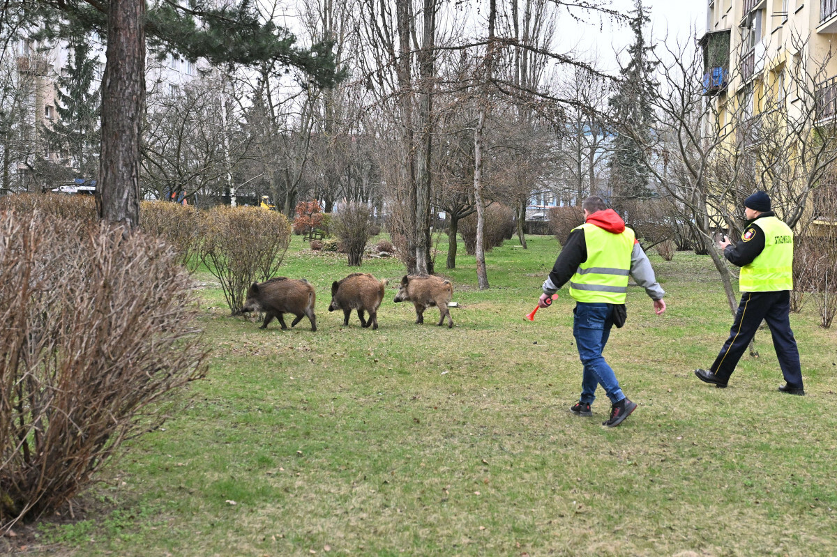 Legionowo, dziki w mieście