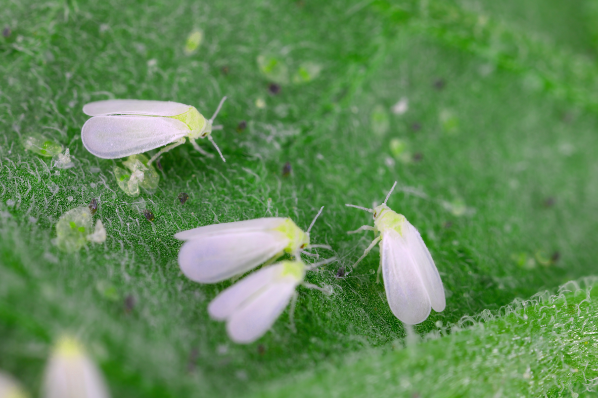 mączliki, szkodniki w ogrodzie