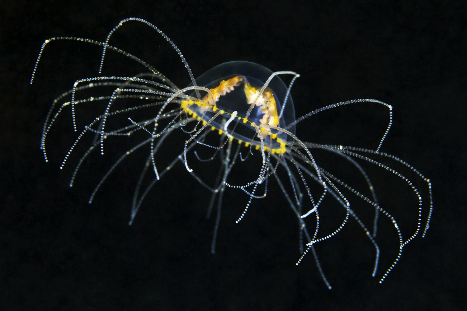 meduza Gonionemus vertens