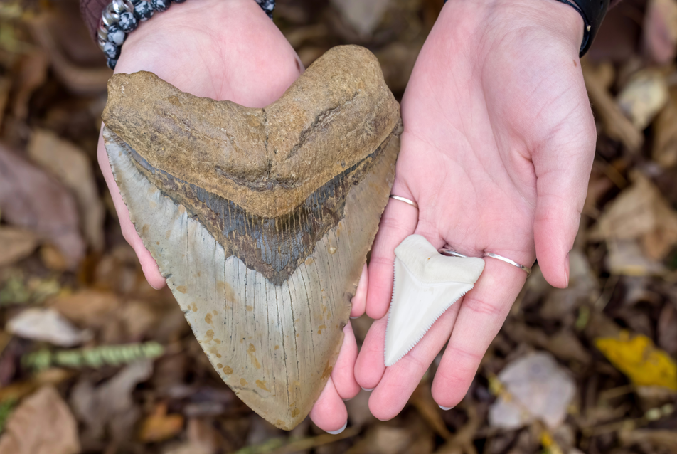 megalodon, zęby rekina