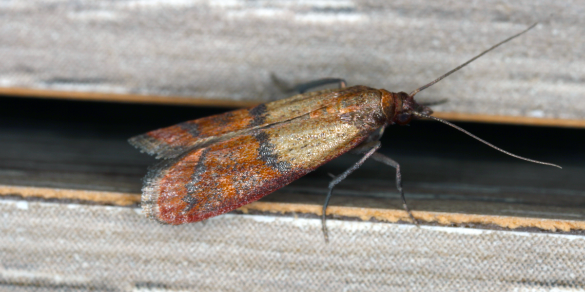 mole w kuchni, Plodia interpunctella