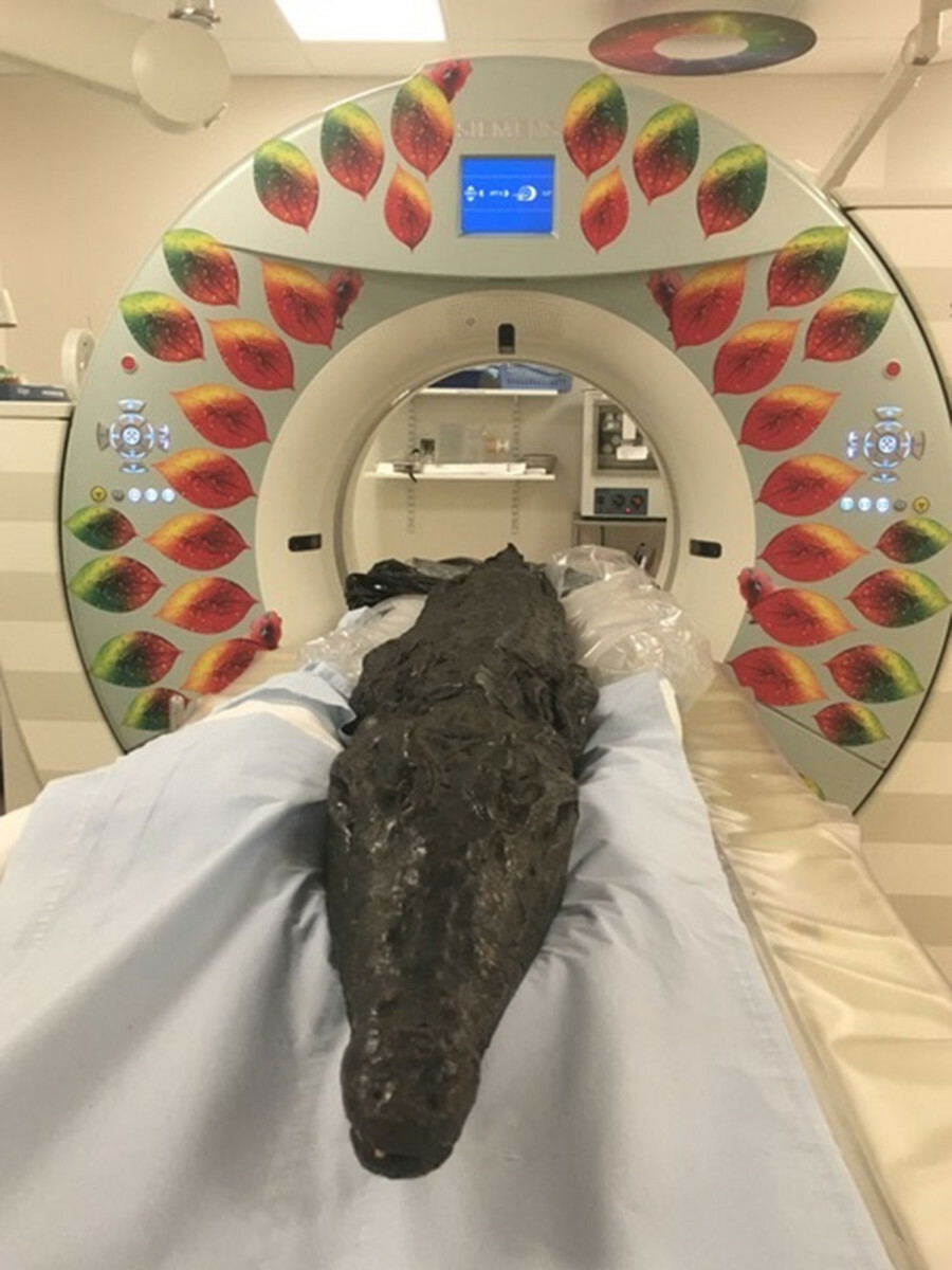 mumia krokodyla, wykonali tomografię