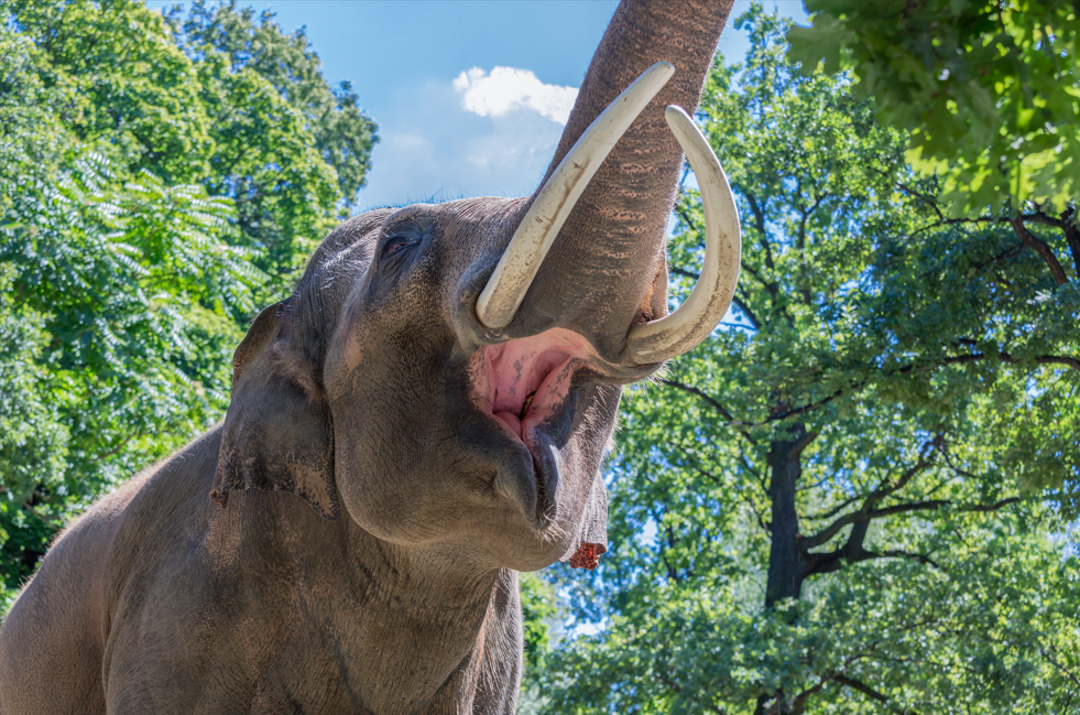 niebezpieczne słonie