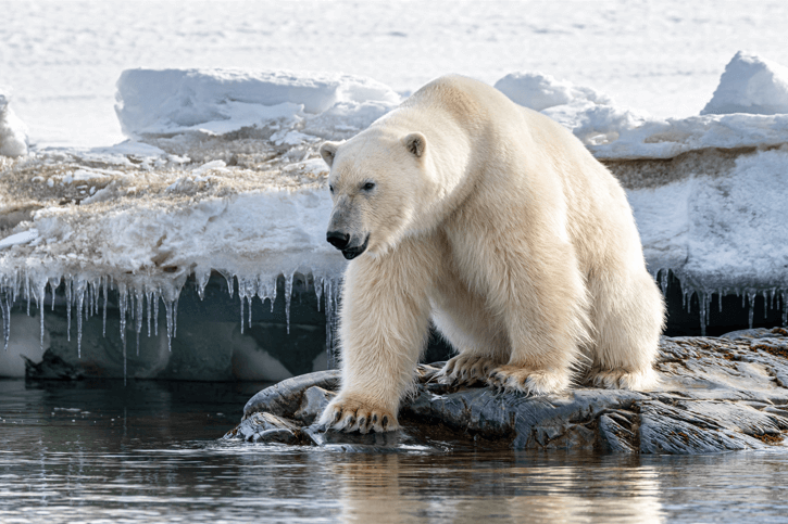 niebezpieczny niedźwiedź polarny