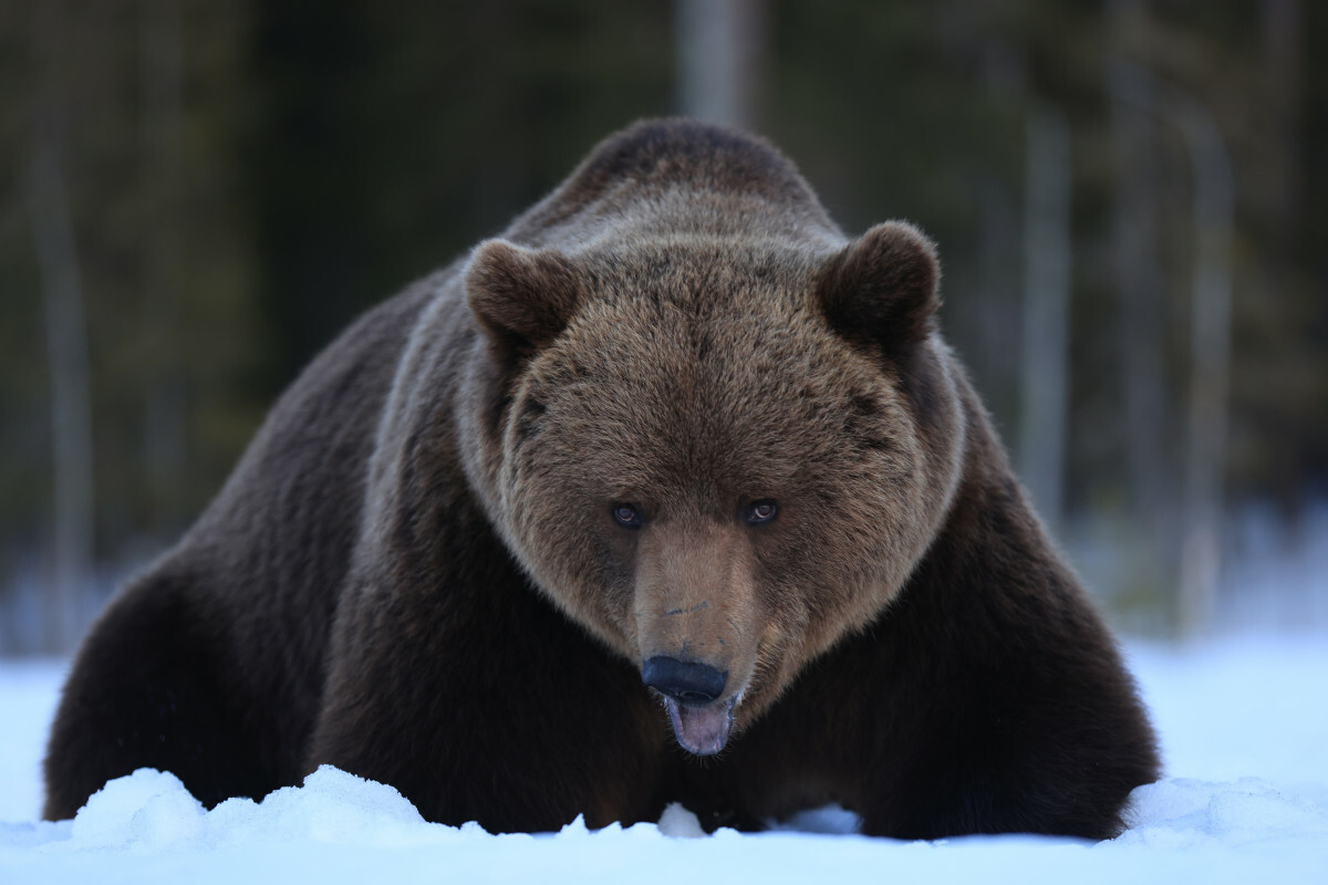 niedźwiedź brunatny