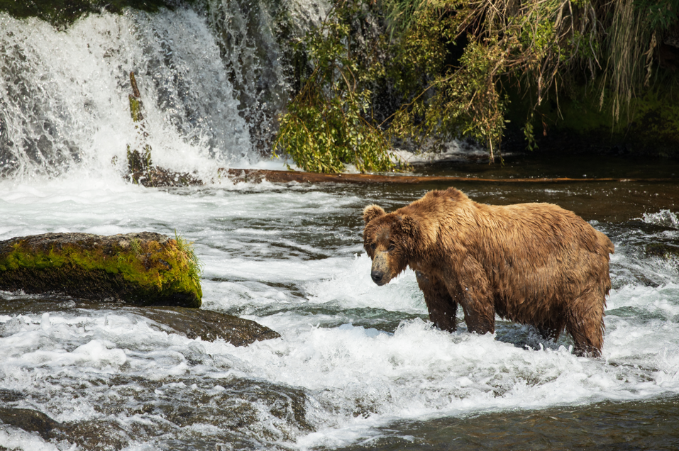 niedźwiedź grizzly poluje