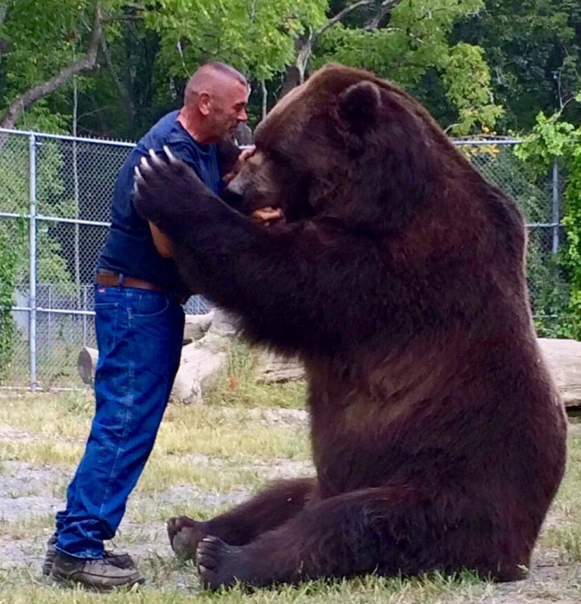 niedźwiedź kodiacki, większy niż grizzly