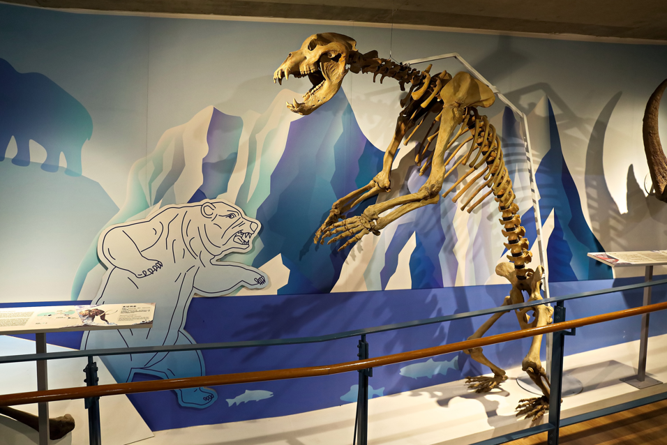 niedźwiedź krótkopyski Arctodus simus szkielet