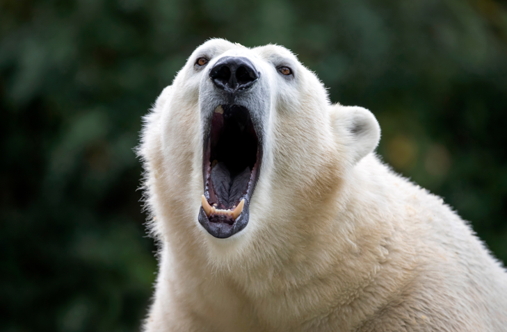 niedźwiedź polarny atakuje