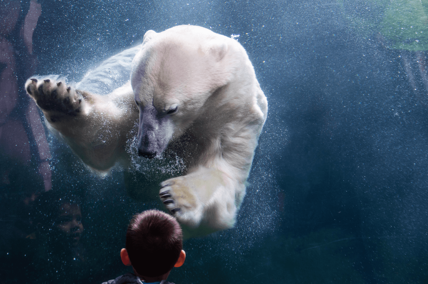 niedźwiedź polarny zdjęcie
