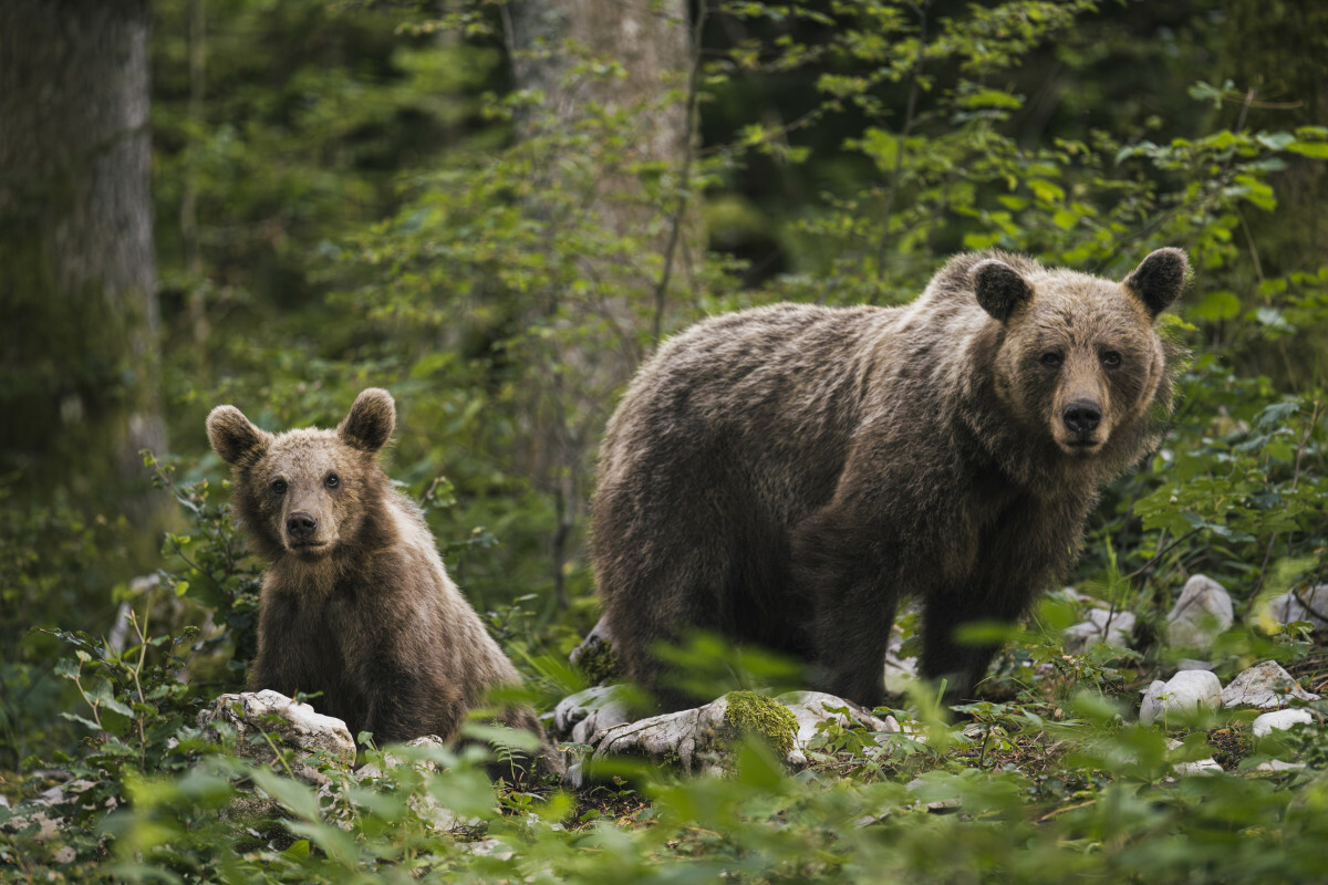 niedźwiedzie brunatne