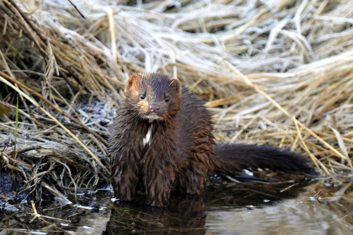 norka amerykańska, Bagna Biebrzańskie