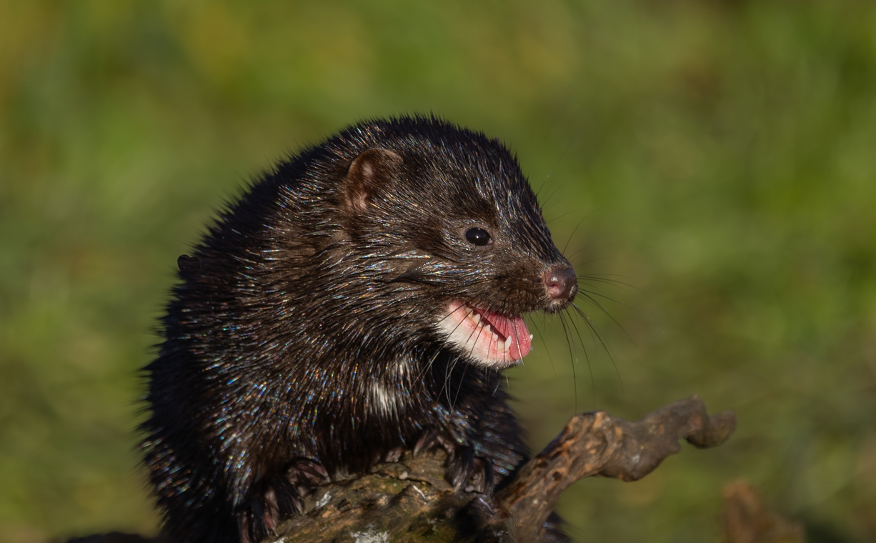 norka amerykańska, inwazyjny gatunek w Polsce