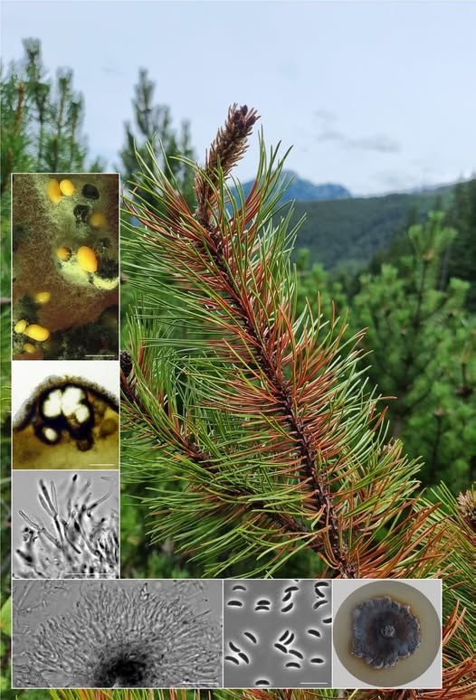 nowy gatunek grzyba w Tatrach