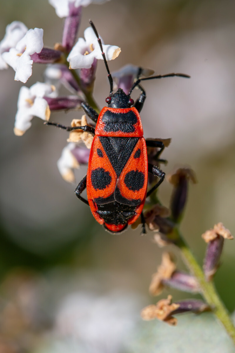 owad kowal bezskrzydły Pyrrhocoris apterus