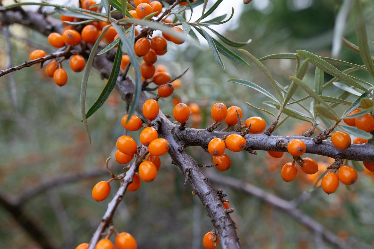 Owoce rokitnika