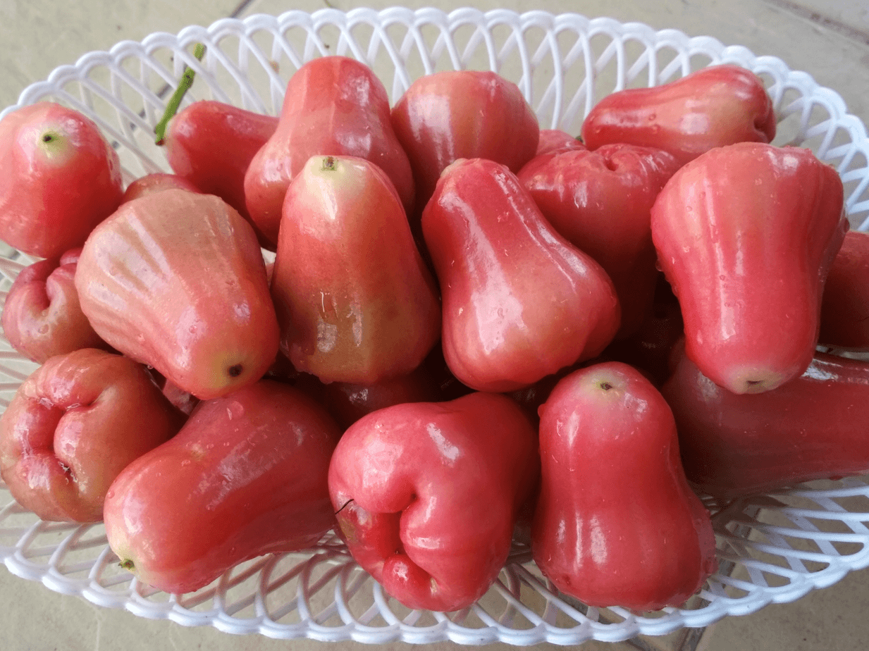 owoce Syzygium samarangense