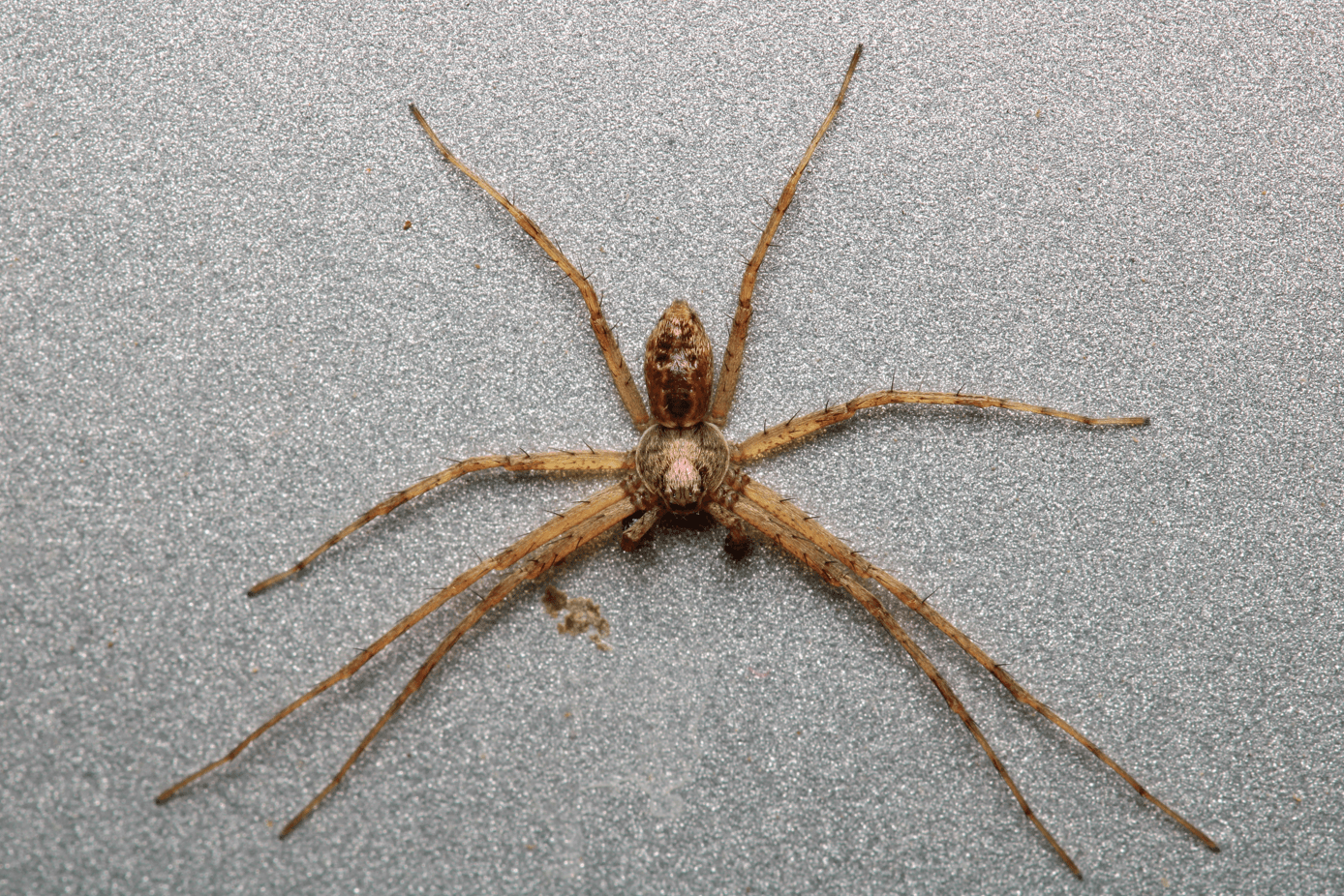 pająk lejkowiec labiryntowy Agelena labyrinthica