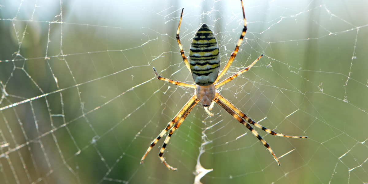pająk tygrzyk paskowany Argiope bruennichi