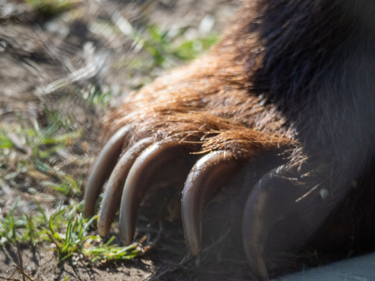 pazury i łapa niedźwiedzia
