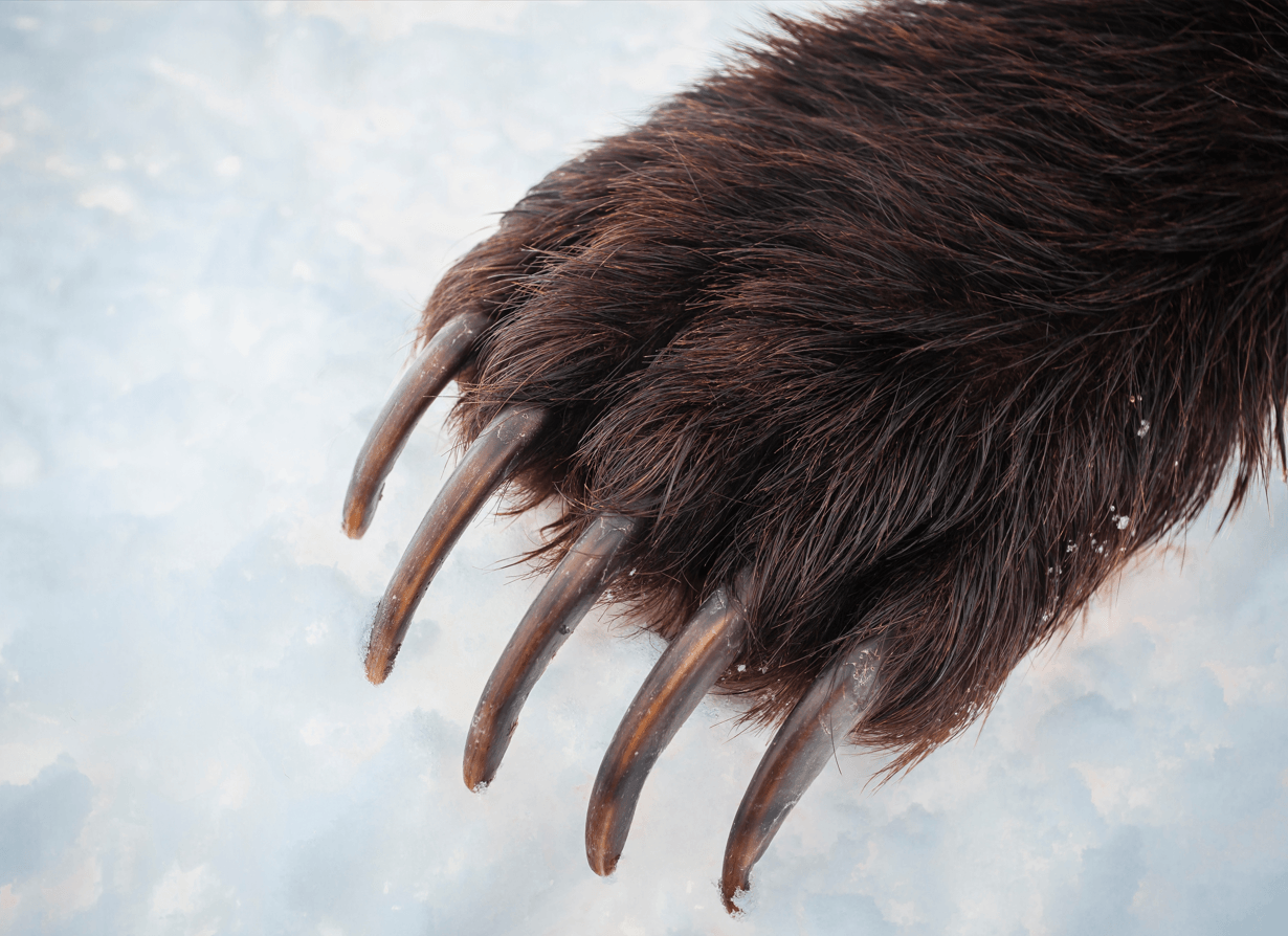 pazury niedźwiedzia