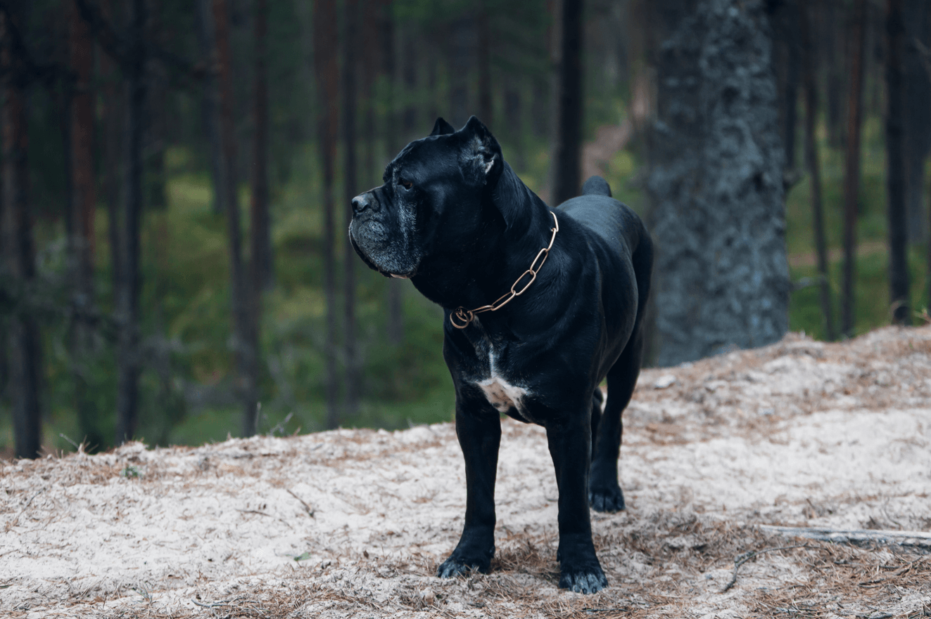 pies cane corso, inteligentna rasa psów