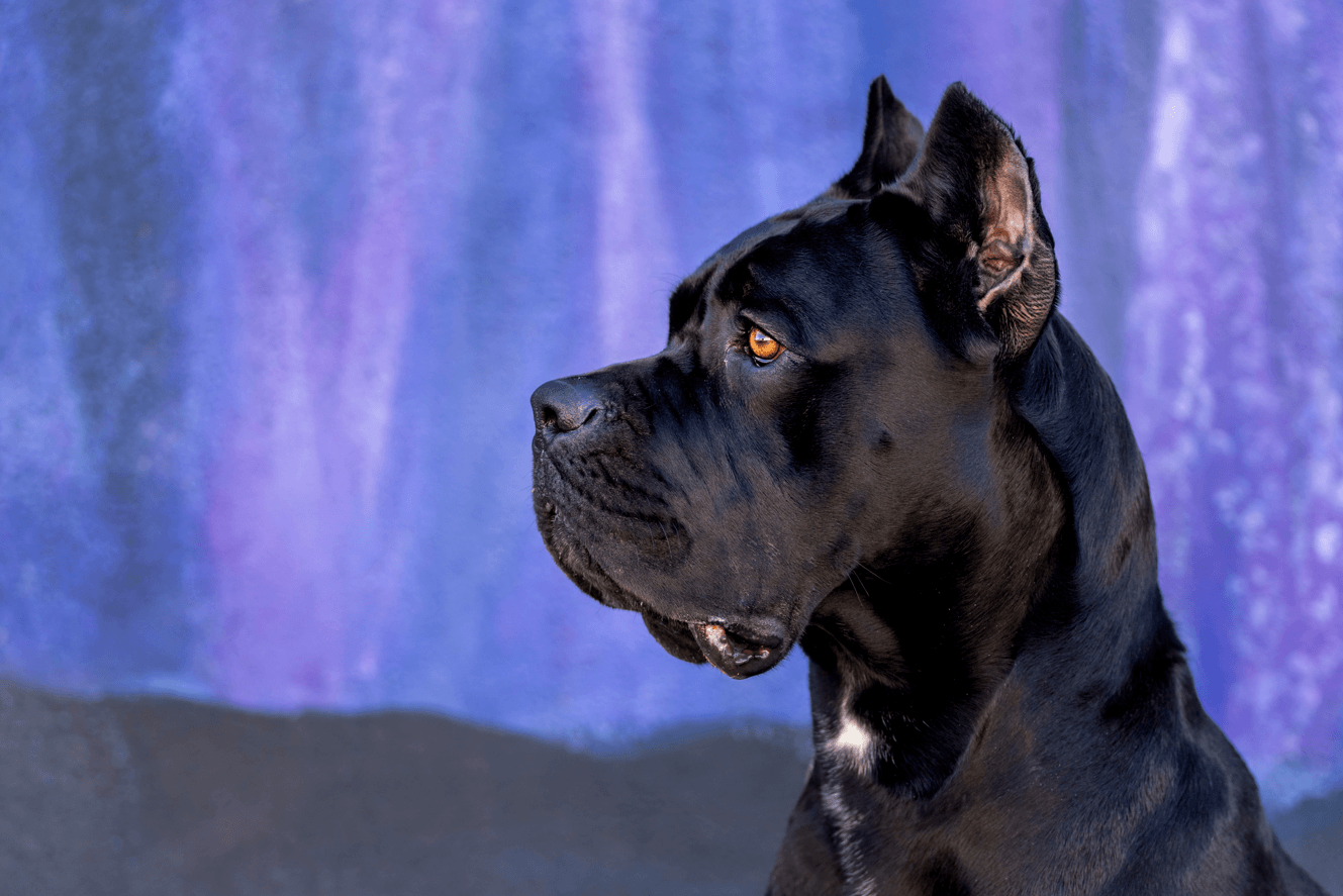 pies cane corso jest agresywny?