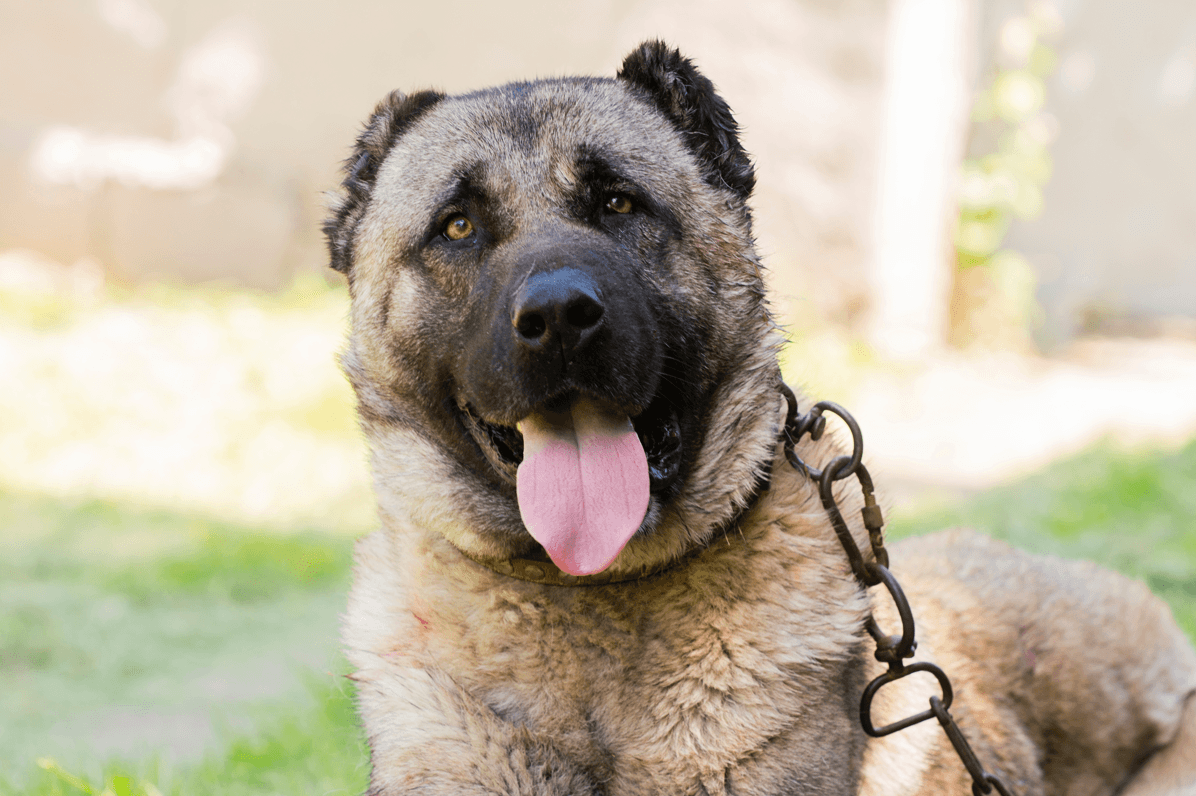 pies kangal