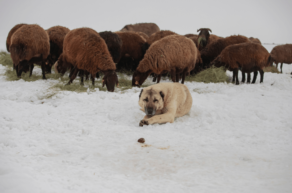 pies pasterski kangal i stado owiec