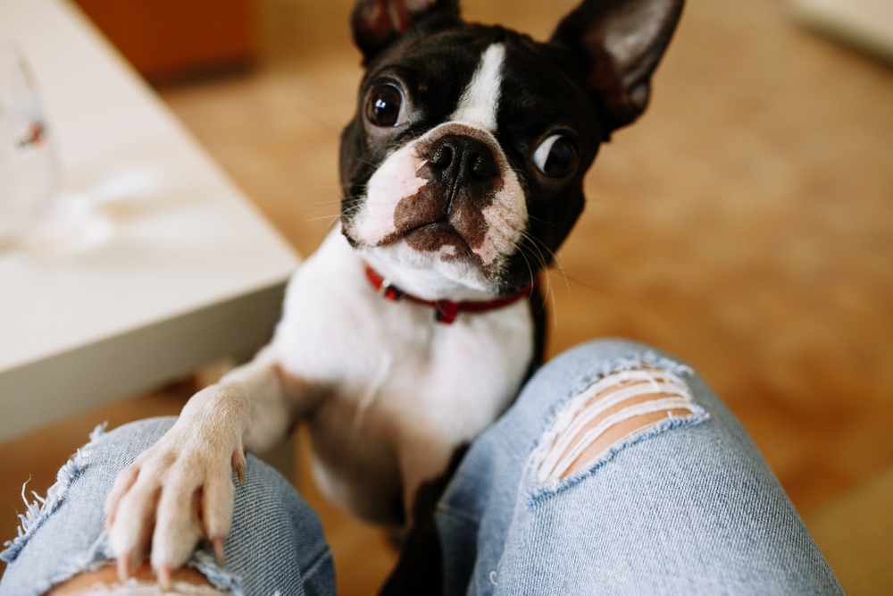 Pies zaczepia łapą