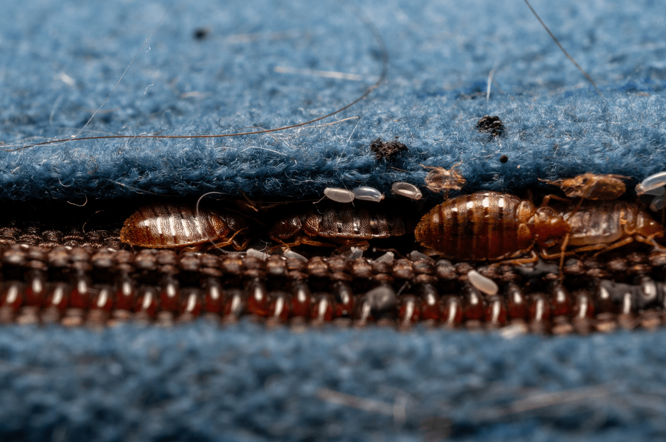 pluskwy w domu złożyły jaja