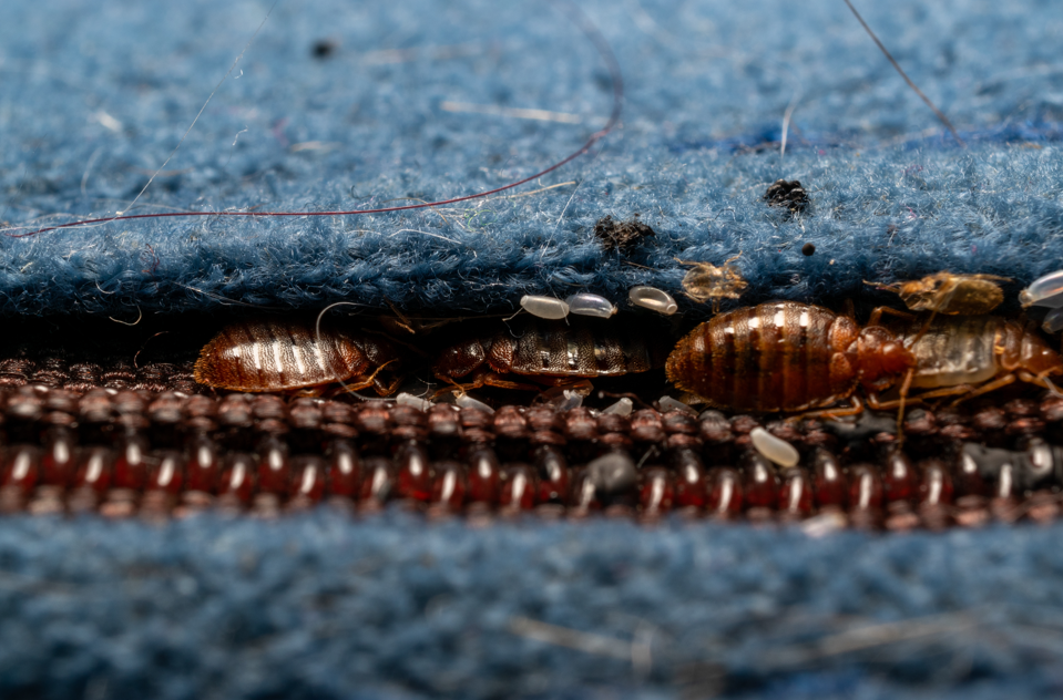 pluskwy w mieszkaniu