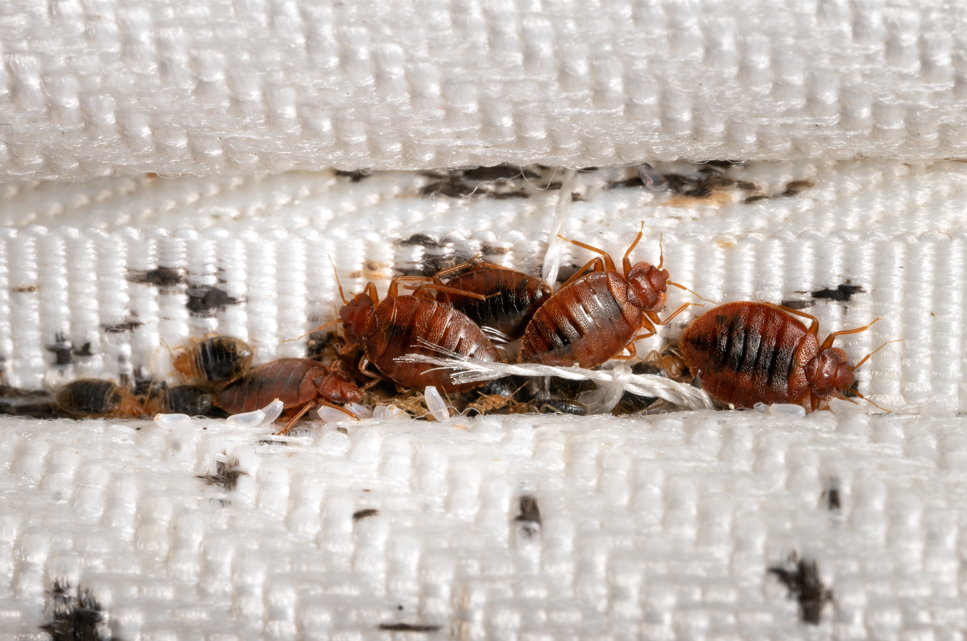 pluskwy w mieszkaniu