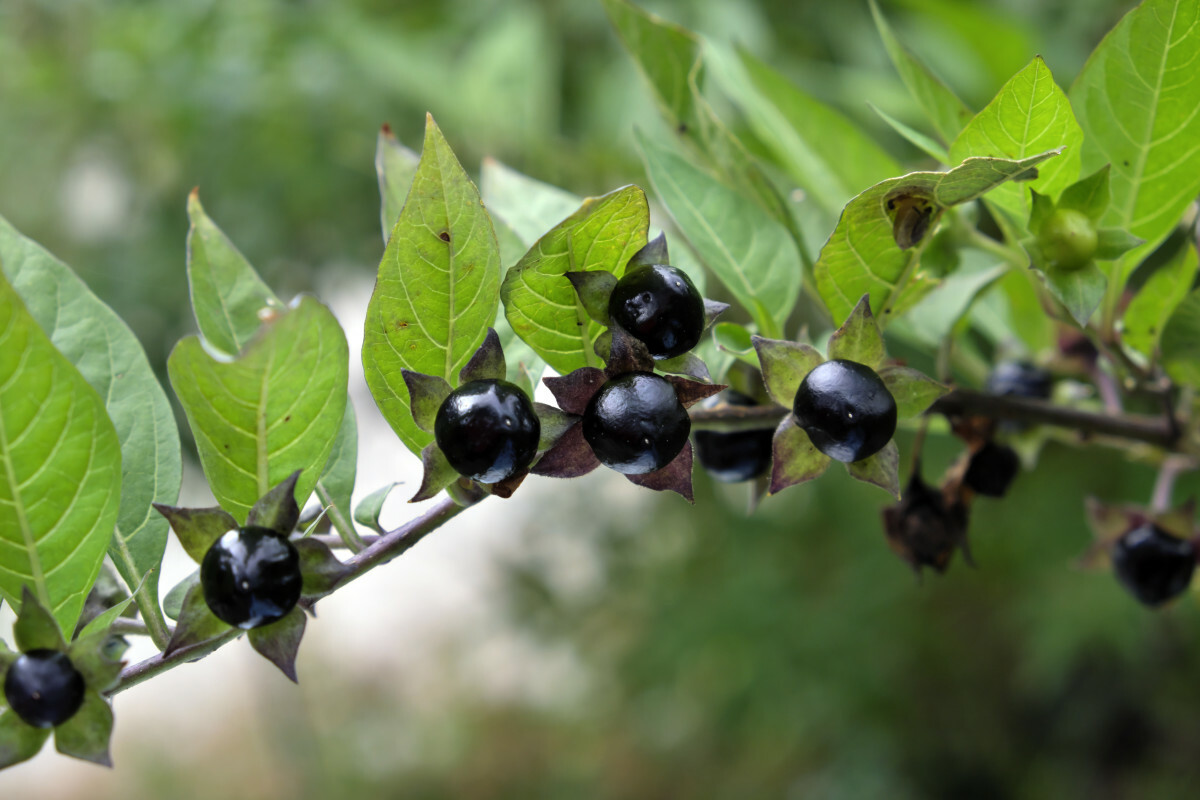 pokrzyk wilcza jagoda Atropa belladonna