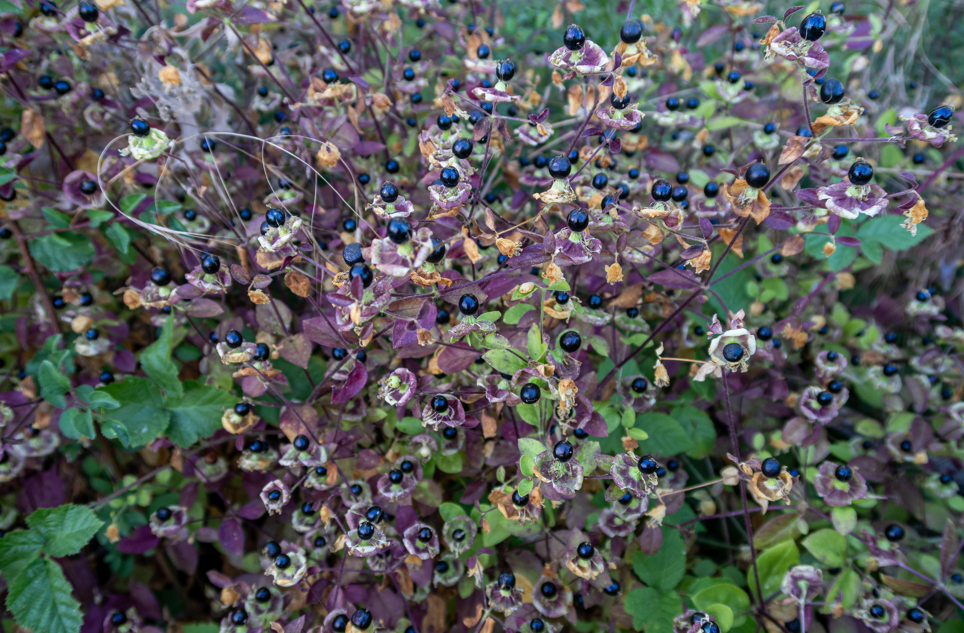 pokrzyk wilcza jagoda, trujące owoce w lesie