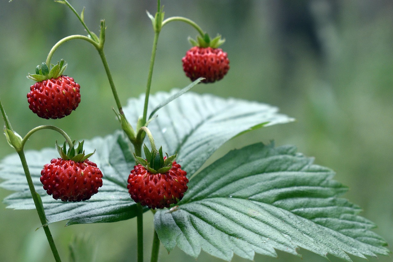 Poziomki