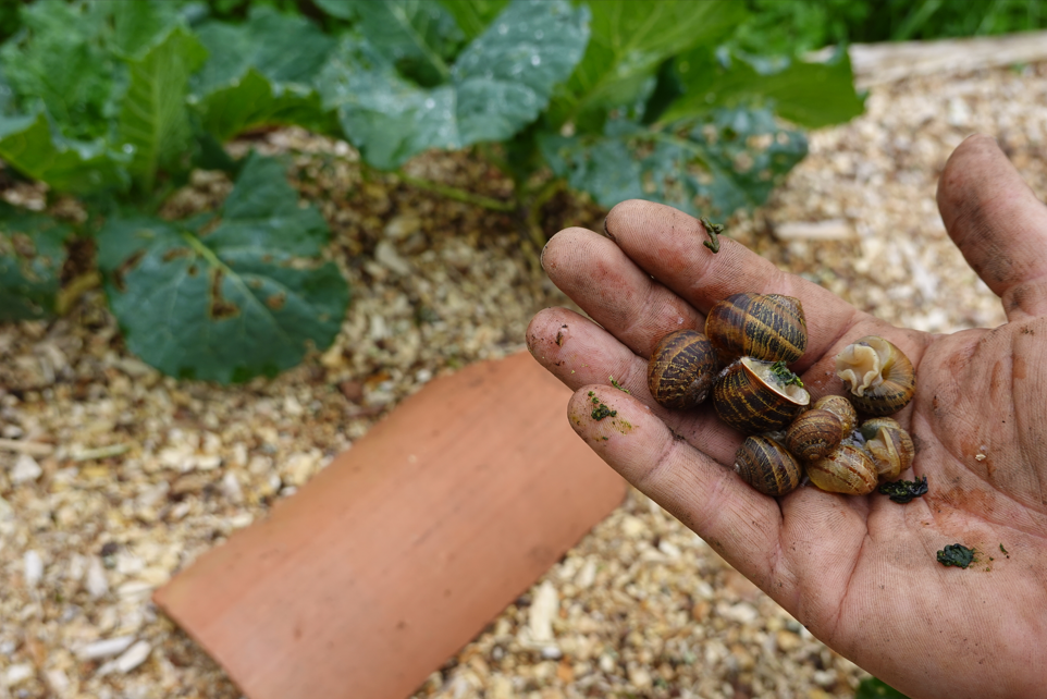 problem ze ślimakami w ogrodzie