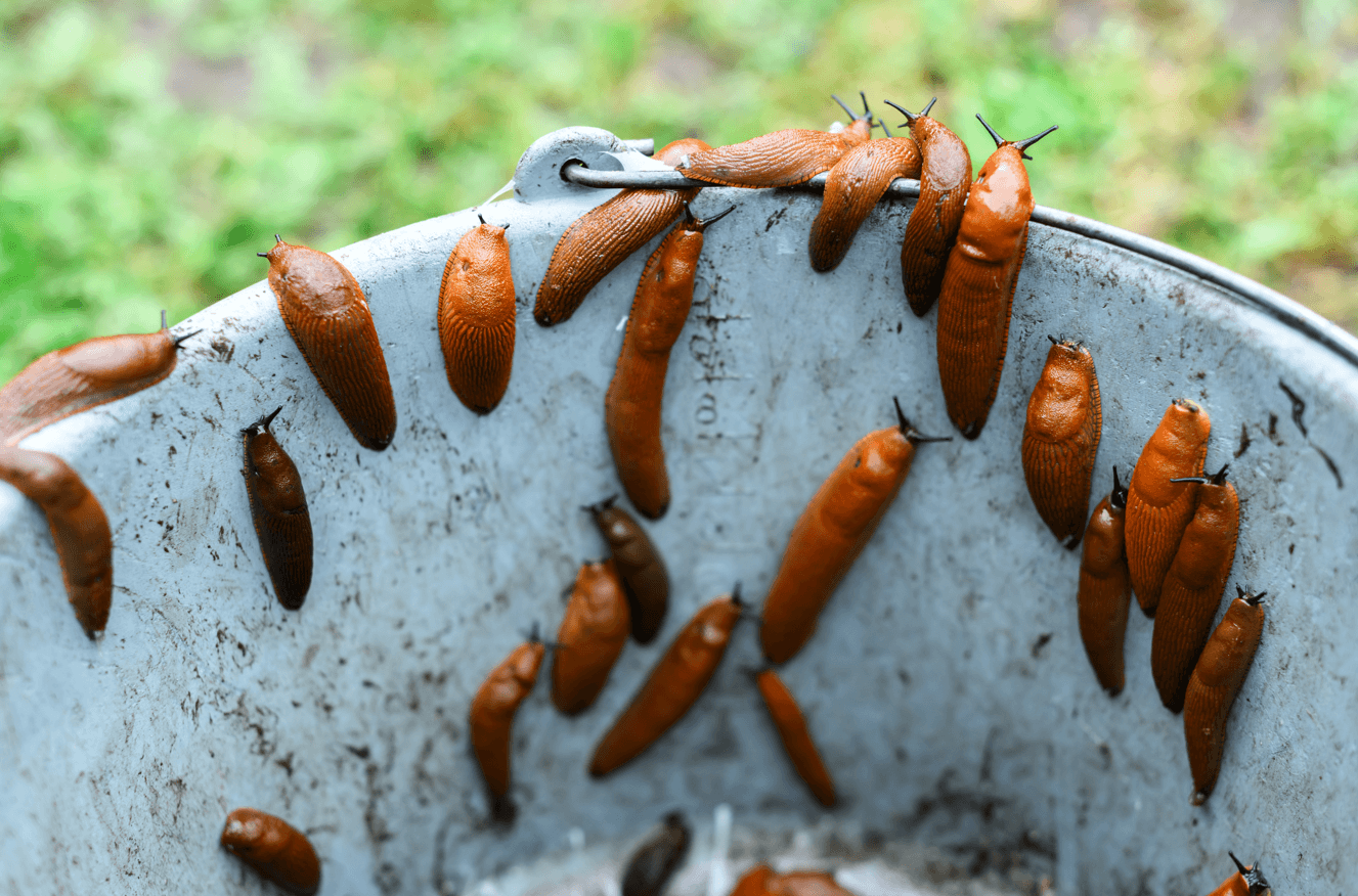problem ze ślimakami w ogrodzie
